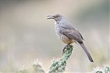 Curve-billed Thrasherborder=